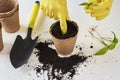 Woman hands in a yellow gloves transplating plant. Plant care concept