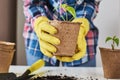 Woman hands in a yellow gloves transplating plant. Plant care concept