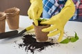 Woman hands in a yellow gloves transplating plant. Plant care concept