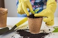 Woman hands in a yellow gloves transplating plant. Plant care concept