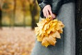 Woman hands with yellow leaves closeup. Fall season in city park