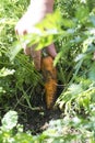 Harvest carrots in the garden