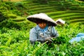 A Woman harvester with asian cone hat collecting and harvesting tea leaves in a hillside field tea plantation in West Java, Indone