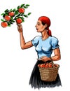Woman harvesting apples