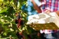 Woman harvesting berries in garden Royalty Free Stock Photo