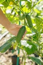 Woman harvesting cucumbers in the garden on sunny day. Growing organic food. Cucumber harvest. Gardening concept