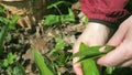 Woman harvesting fresh bear garlic during spring sunny day. The season of herbalism and organic food