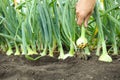 Woman harvesting fresh green onion in field, closeup Royalty Free Stock Photo