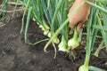 Woman harvesting fresh green onion in field, closeup Royalty Free Stock Photo