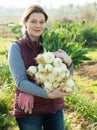 Woman harvesting fresh green onion Royalty Free Stock Photo