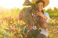 Woman harvesting fresh ripe beets at farm, focus on hands Royalty Free Stock Photo