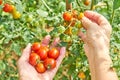 Woman harvesting fresh tomatoes in the garden in a sunny day. Farmer picking organic tomatoes. Vegetable Growing concept Royalty Free Stock Photo