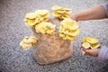 Woman harvesting golden oyster mushrooms from cultivated fungi substrate