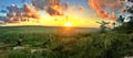 Woman Harvesting Grain in Mozambique at Sunset