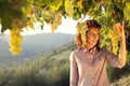 Woman harvesting grapes under sunset light Royalty Free Stock Photo