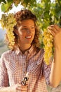 Woman harvesting grapes under sunset light Royalty Free Stock Photo