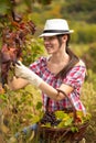 Woman harvesting grapes