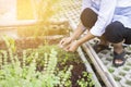 Woman harvesting herbal plants in herb garden