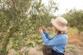 Woman harvesting olives from tree Royalty Free Stock Photo