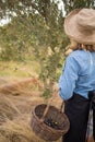 Woman harvesting olives from tree Royalty Free Stock Photo