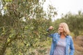 Woman harvesting olives from tree Royalty Free Stock Photo