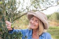 Woman harvesting olives from tree Royalty Free Stock Photo