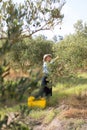 Woman harvesting olives from tree Royalty Free Stock Photo