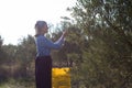 Woman harvesting olives from tree Royalty Free Stock Photo