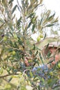 Woman harvesting olives from tree Royalty Free Stock Photo