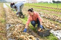 Woman harvesting onion on field