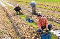 Woman harvesting onion on field