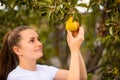 woman harvesting pears on eco farm. Woman picking pear from tree. Working on the fruit harvest