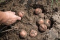 The woman is harvesting potatoes. In the frame of hands with motion blur Royalty Free Stock Photo