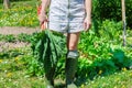 Woman harvesting rhubarb leaves Royalty Free Stock Photo