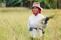 Woman harvesting rice