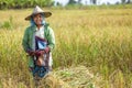 Woman harvesting rice