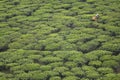 Woman harvesting tea leaves