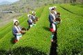 Woman harvesting tea leaves