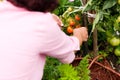 Woman harvesting tomatoes Royalty Free Stock Photo