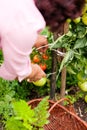 Woman harvesting tomatoes Royalty Free Stock Photo