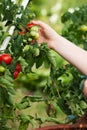 Woman harvesting tomatoes in garden Royalty Free Stock Photo