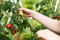 Woman harvesting tomatoes in garden Royalty Free Stock Photo