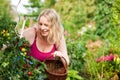 Woman harvesting tomatoes in garden Royalty Free Stock Photo