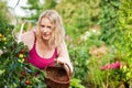 Woman harvesting tomatoes in garden Royalty Free Stock Photo