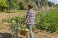 Woman harvesting in vegetable garden , holding basket with fresh vegetables just picked.Agriculture, farming in the countryside Royalty Free Stock Photo