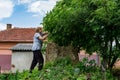 Rustic Backyard Harvest: Gathering White Elderflower Blossoms for Homemade Juice Royalty Free Stock Photo