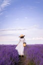 woman in a hat and a long dress collects lavender flowers in a basket. A girl walks in a lavender field Royalty Free Stock Photo