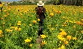 Woman with hat walks in cultivation field of Cempasuchil flower, flower for day of the dead in Mexico Royalty Free Stock Photo