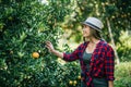 Woman havesting Orange plantation