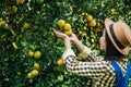 Woman havesting Orange plantation